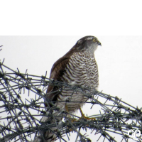 گونه قرقی Eurasian Sparrowhawk